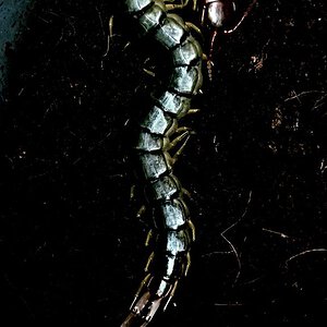 Scolopendra morsitans