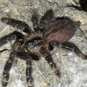 0.0.1 Poecilotheria ornata