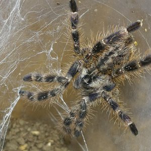 0.0.1 Poecilotheria regalis (suspect male) 1/2