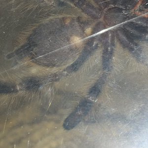 0.0.1 Poecilotheria regalis (suspect male) 2/2