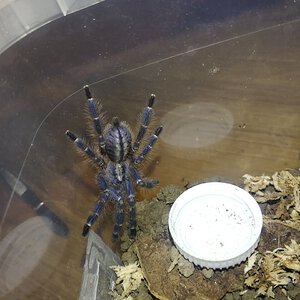 0.0.1 Poecilotheria metallica