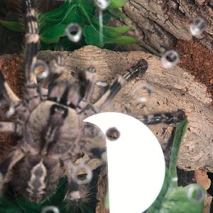Poecilotheria what?