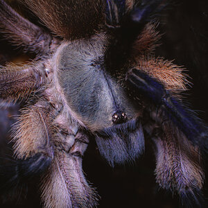 Monocentropus balfouri - juvenile female, portrait #1