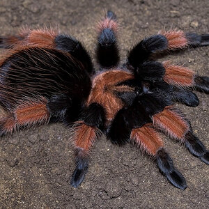 Brachypelma emilia