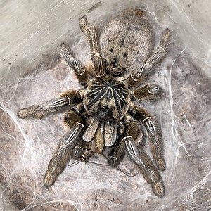 Augacephalus ezendami “Mozambique Baboon” tarantula - adult female enjoying her Thanksgiving Day feast! Happy Thanksgiving to everyone!