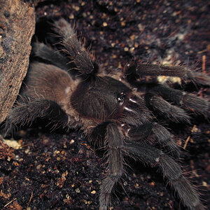 Hysterocrates gigas - 1.75~ inch female (shot #1)