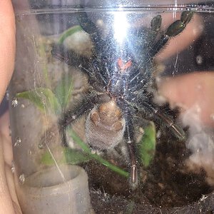 Psalmopoeus irminia - around 2.25” [ventral sexing]