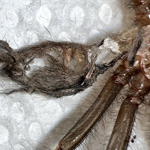 Theraphosa apophysis