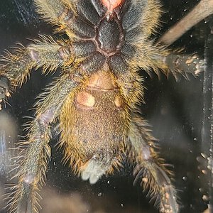 Pterinochilus murinus, DCF Mikumi