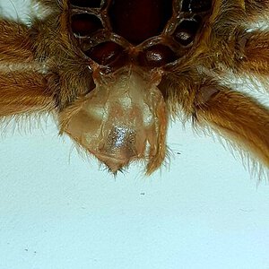 Harpactira pulchripes 2.7 inches