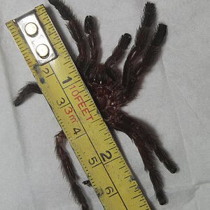 Caribena versicolor - 2.75 - 3 inch female, size reference