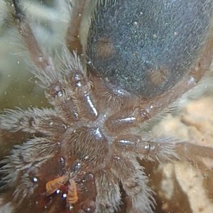 Grammostola rosea 0.8" DLS molt confirmed female