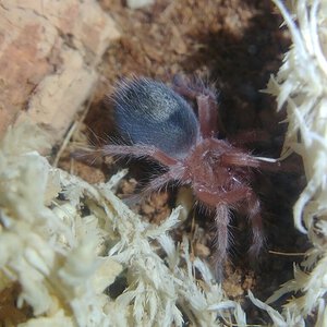 Grammostola rosea sling looks like a chubby fire ant