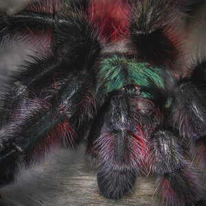 Caribena versicolor - 4 inch female, 2 days post molt