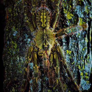 Poecilotheria rufilata