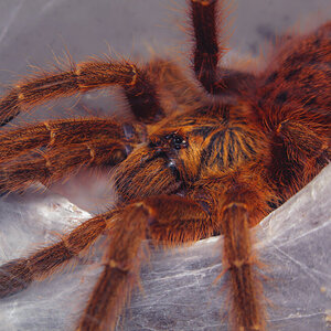 Pterinochilus murinus (Red Color Form/RCR) ~ 2 inch male (shot #1)