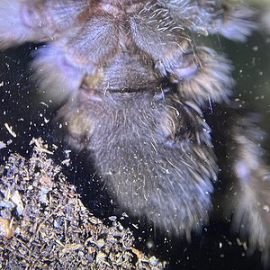 2.5-3” a. Chalcodes