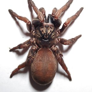 Arbanitis sp. Gundagai