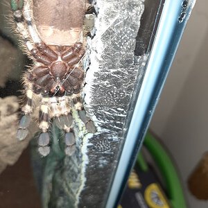 P. Regalis Boy?