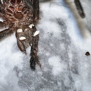 Pamphobeteus nigricolor Ecuador