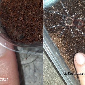 A.geniculata - 7 months, 26 days of growth