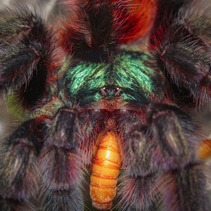 Caribena versicolor - feeding time