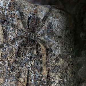 Poecilotheria subfusca ("LL")