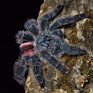 Avicularia variegata