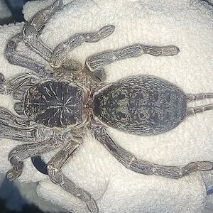 Wild Female tarantula spider