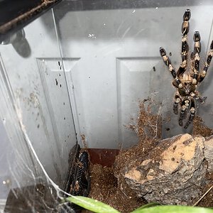 Poecilotheria subfusca LL