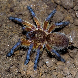 Harpactira pulchripes