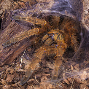 Pterinochilus murinus "RCF" - 2 inch male