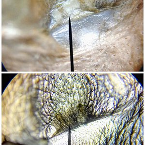 Pterinopelma sazimai female (2.5 inch DLS molt)