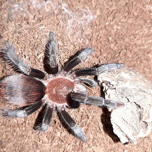 T. vagans