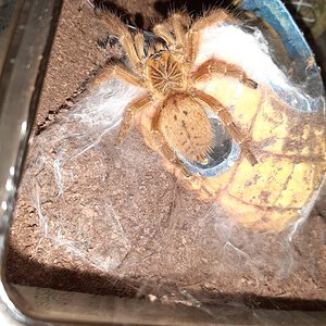 OBT