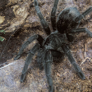 Grammostola pulchra - 3 inch juvenile female