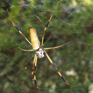 Winter's Golden Silk Orbweaver (Trichonephila clavipes) [1/3]