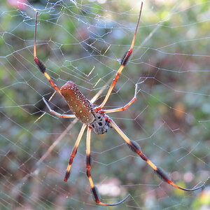 Winter's Golden Silk Orbweaver (Trichonephila clavipes) [3/3]