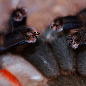 Pamphobeteus sp. platyomma tarsal claws