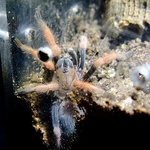 Aphonopelma bicoloratum 1.5 inch DLS