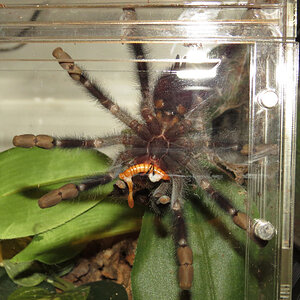 Gruesome! (♀ Avicularia avicularia 4.00")