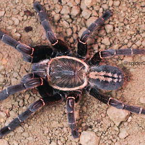 Haplopelma sp. bach ma