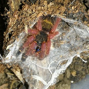 0.0.1 Ephebopus cyanognathus ~2"