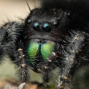 Phidippus audax