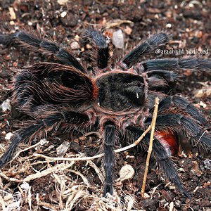 Euathlus sp. "Emerald Tiger".