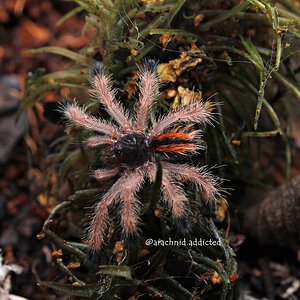 Avicularia avicularia.