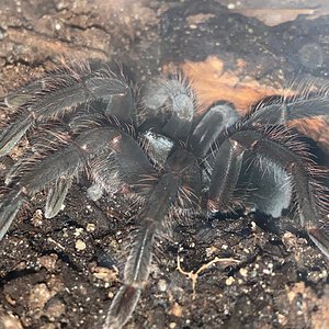 Pamphobeteus sp. Chickenspider (Araña Pollito) ♀