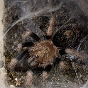 Bonnetina Vittata Female 2”