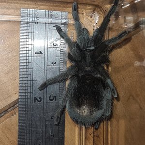 G.Pulchra Sexing 1 of 5