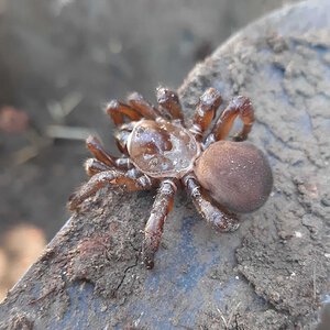 California Trapdoor, Female (Bothriocyrtum californicum)